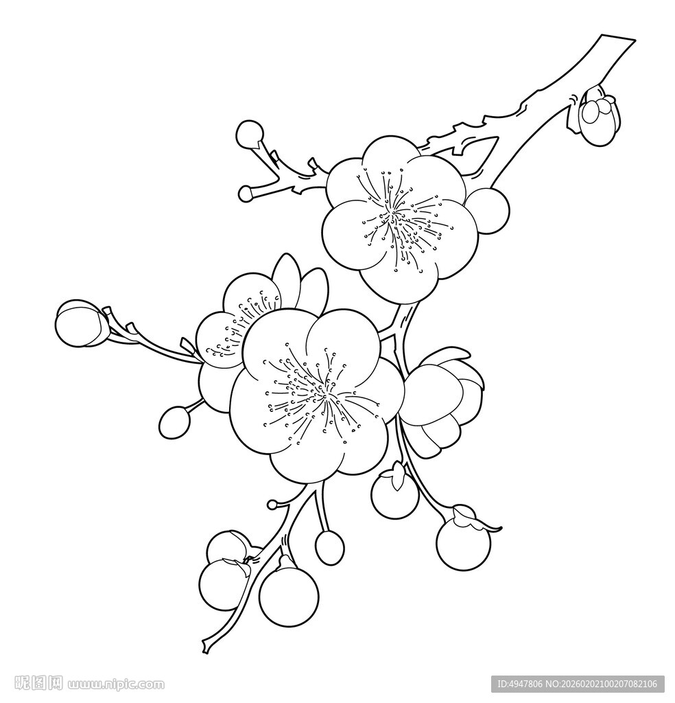 手绘梅花枝线条图 矢量图