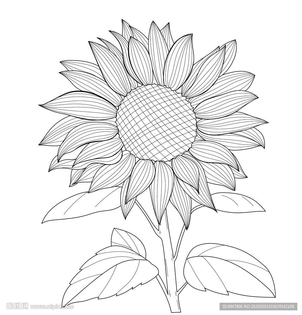 向日葵线稿图 矢量图