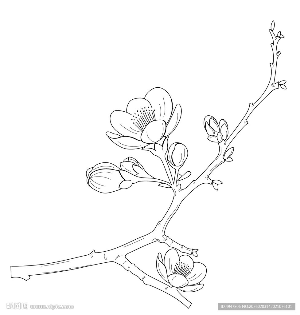 红梅 枝线描图 矢量图