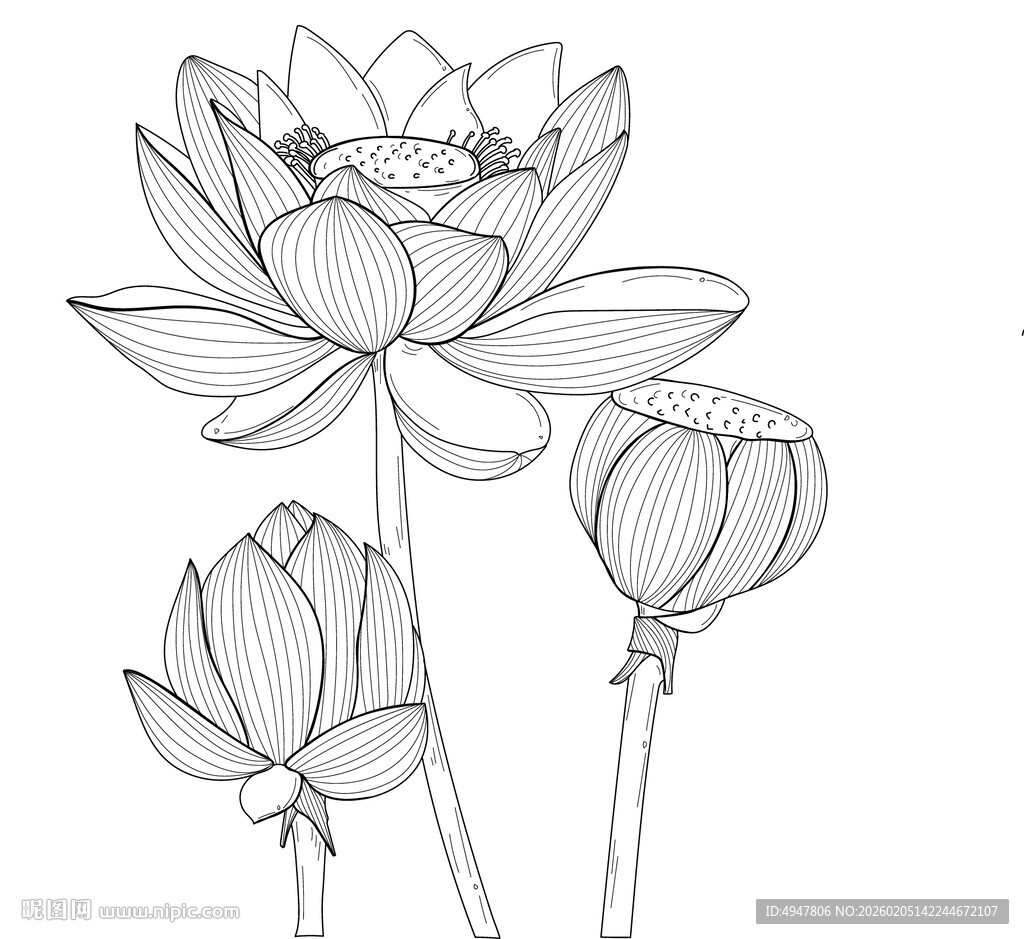 白描荷花图 矢量图