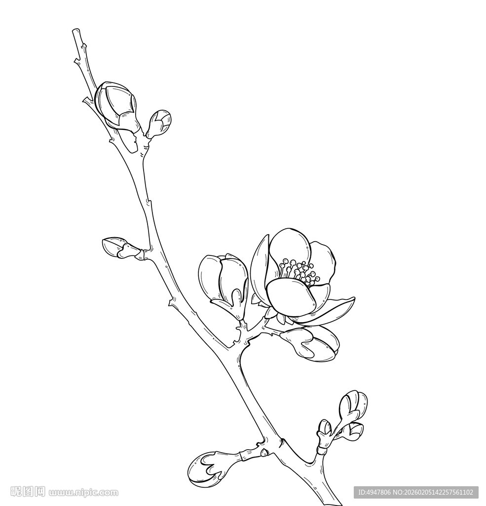 红梅 枝线条勾勒图 矢量图