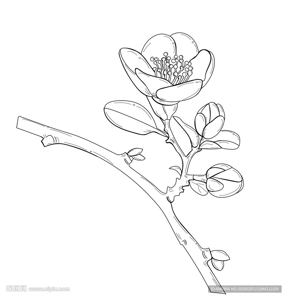 手绘线条勾勒的花卉枝干 矢量图