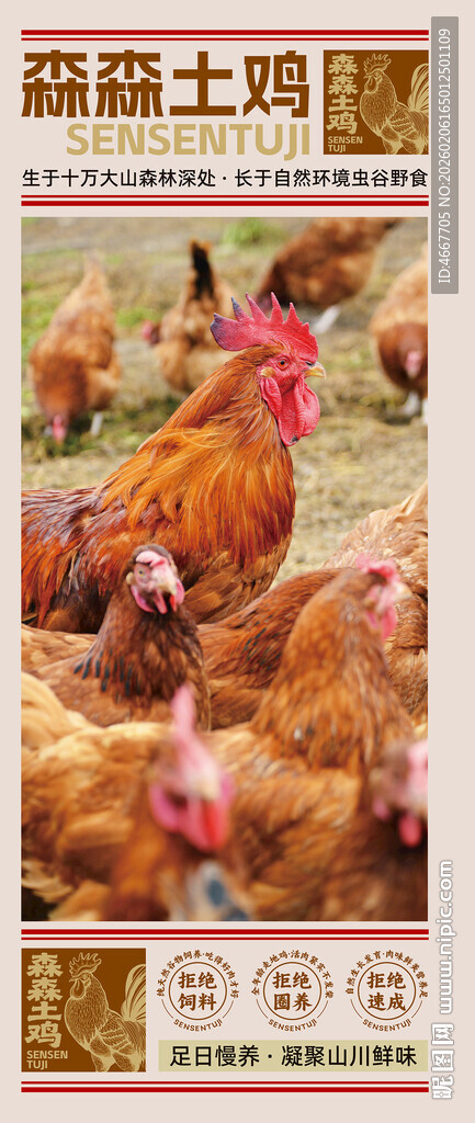 农家散养土鸡海报含字体