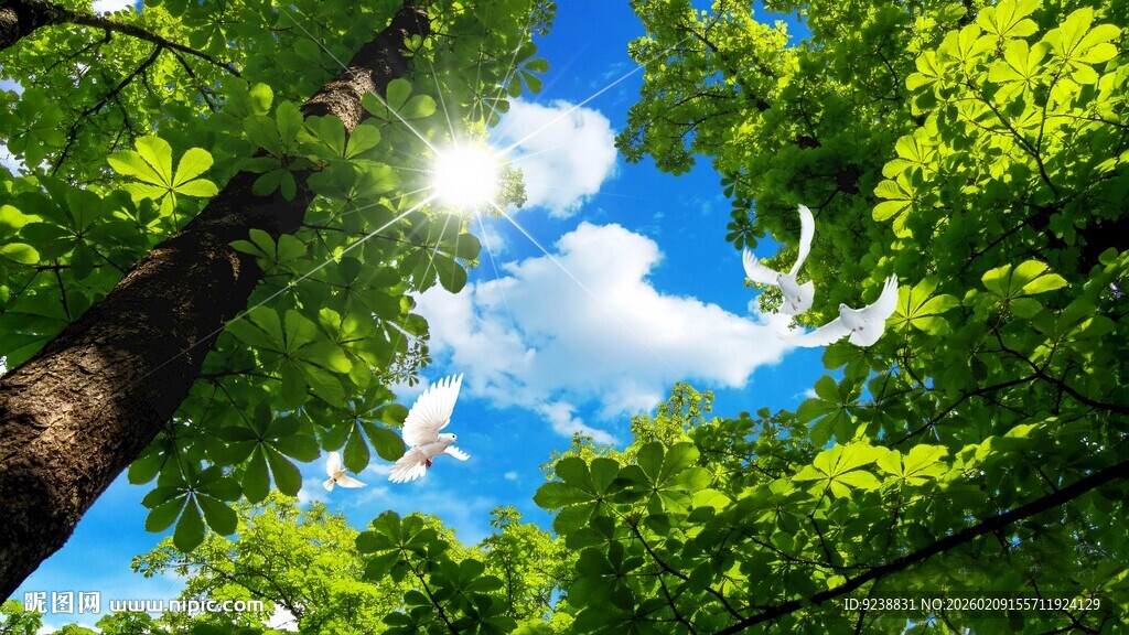 仰望葱郁树冠与蓝天白云