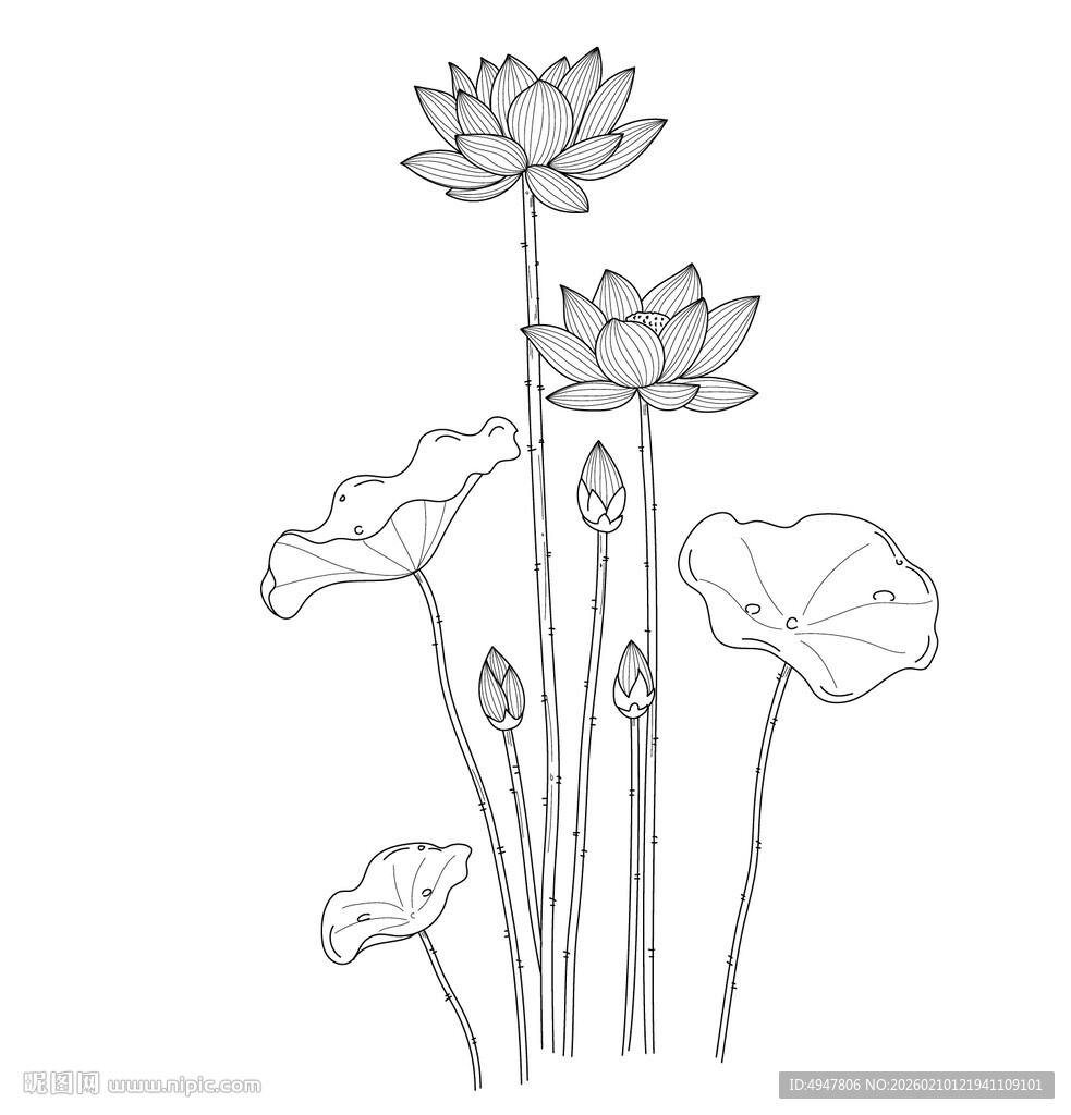 手绘荷花图 矢量图