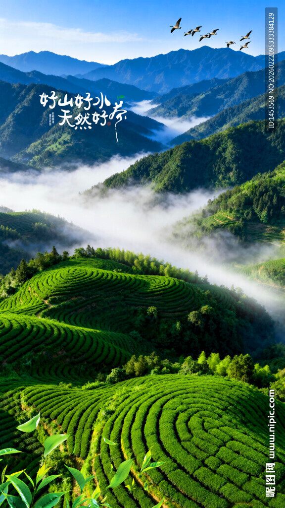 茶园茶山