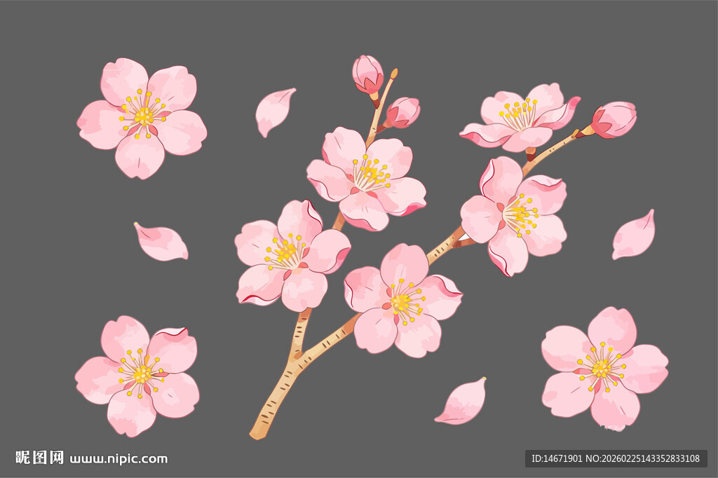 粉色烂漫樱花花枝图