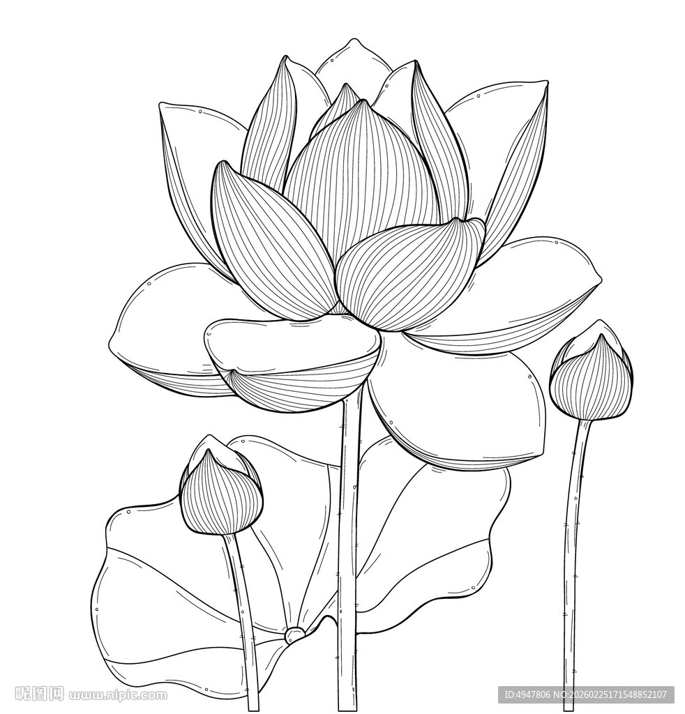 手绘荷花图 矢量图