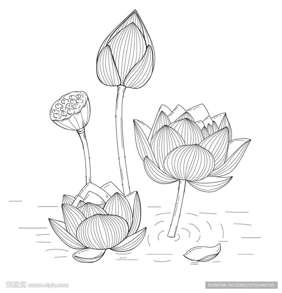 手绘荷花线条图 矢量图