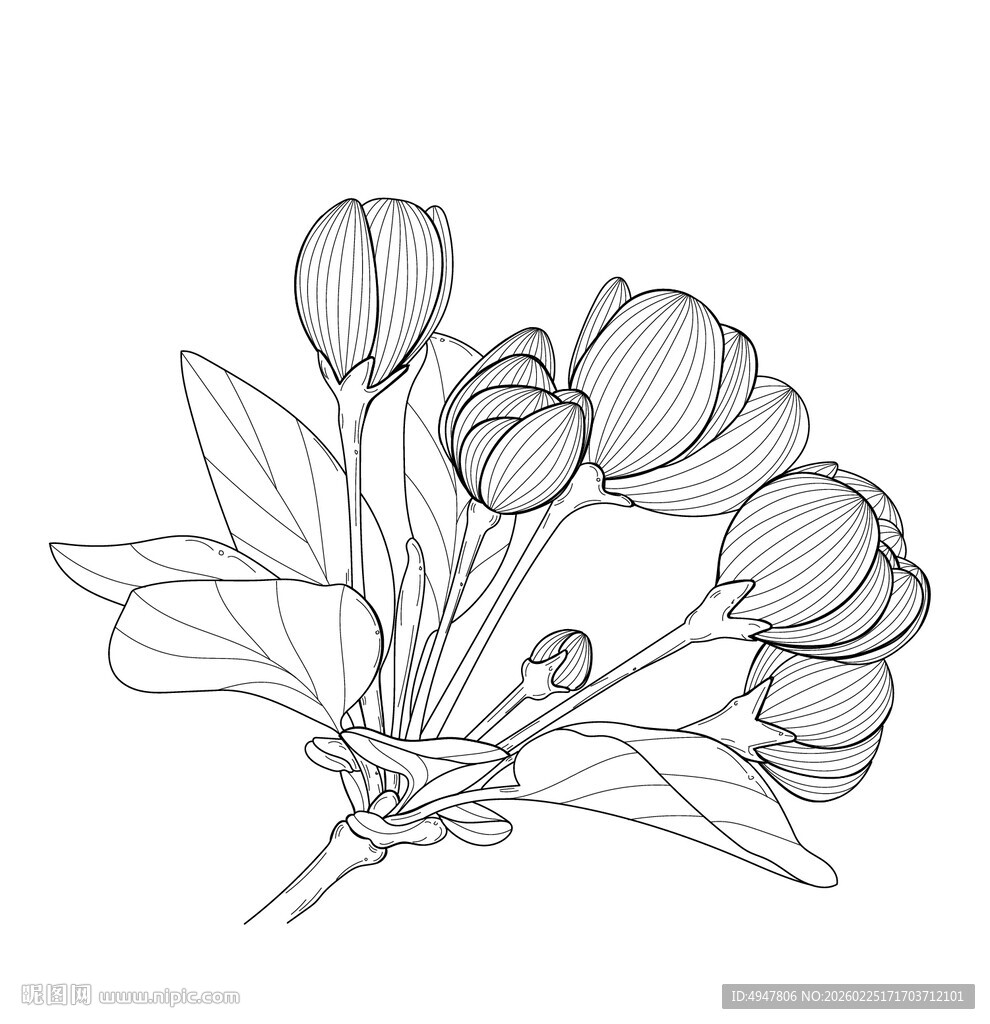 手绘花卉线条图 矢量图