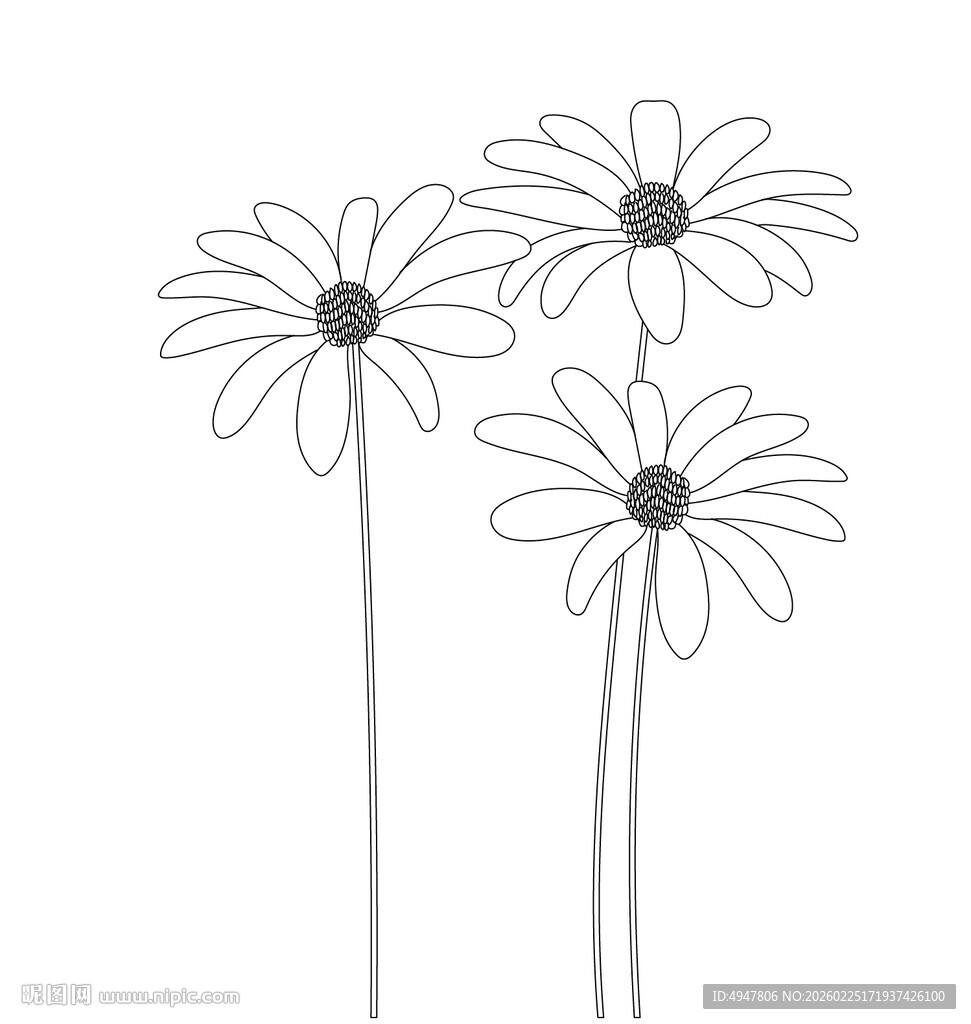 简约线条绘制的三朵雏菊花 矢量