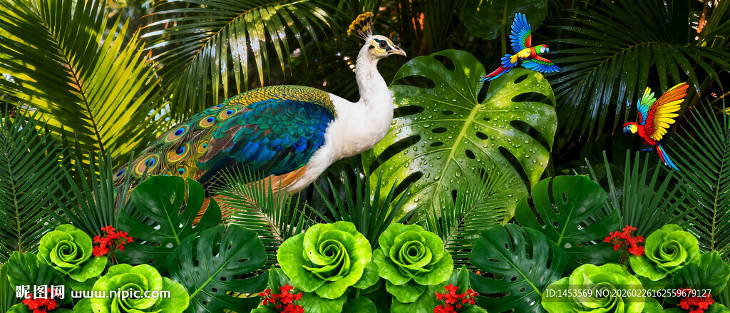 热带孔雀背景