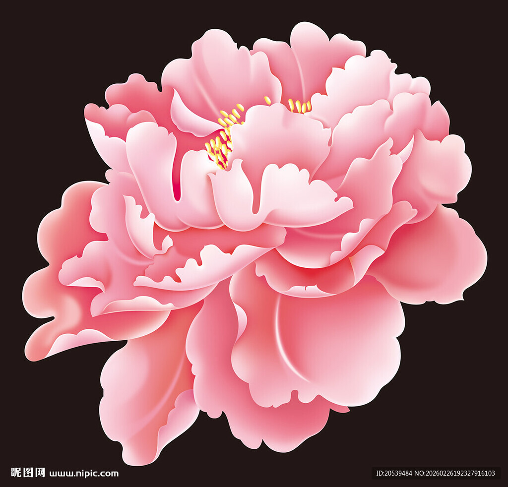 粉牡丹