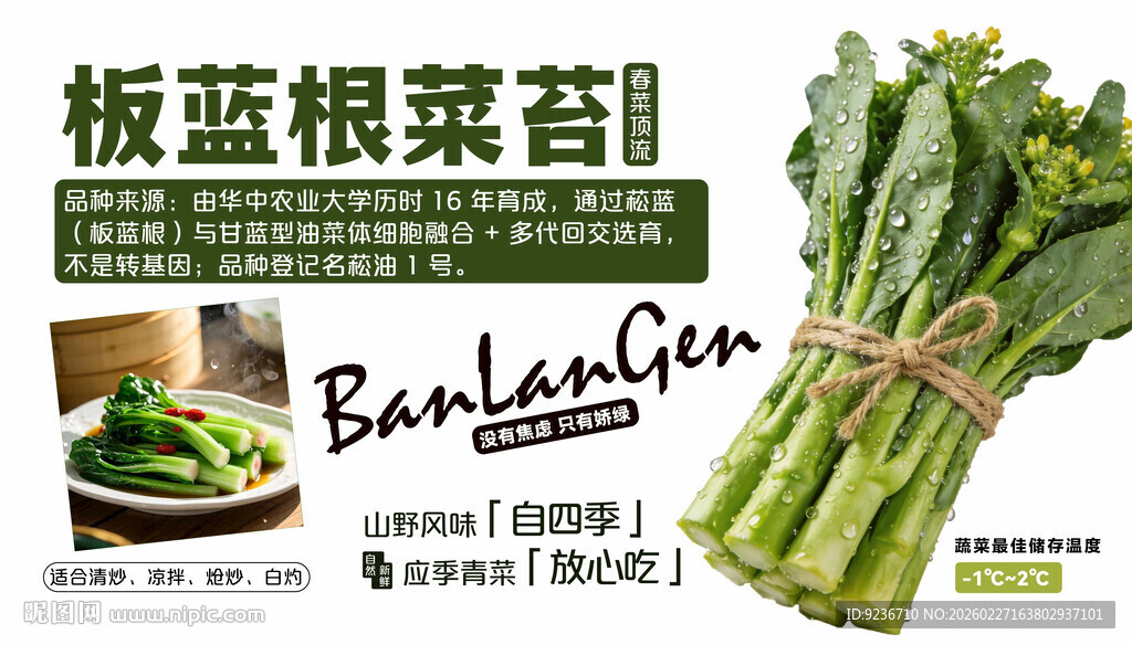 新鲜板蓝根茎苗待售