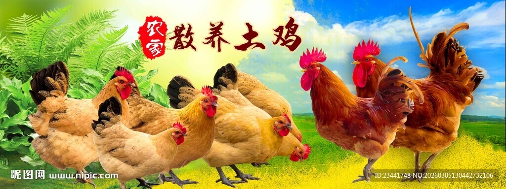  农家土鸡  