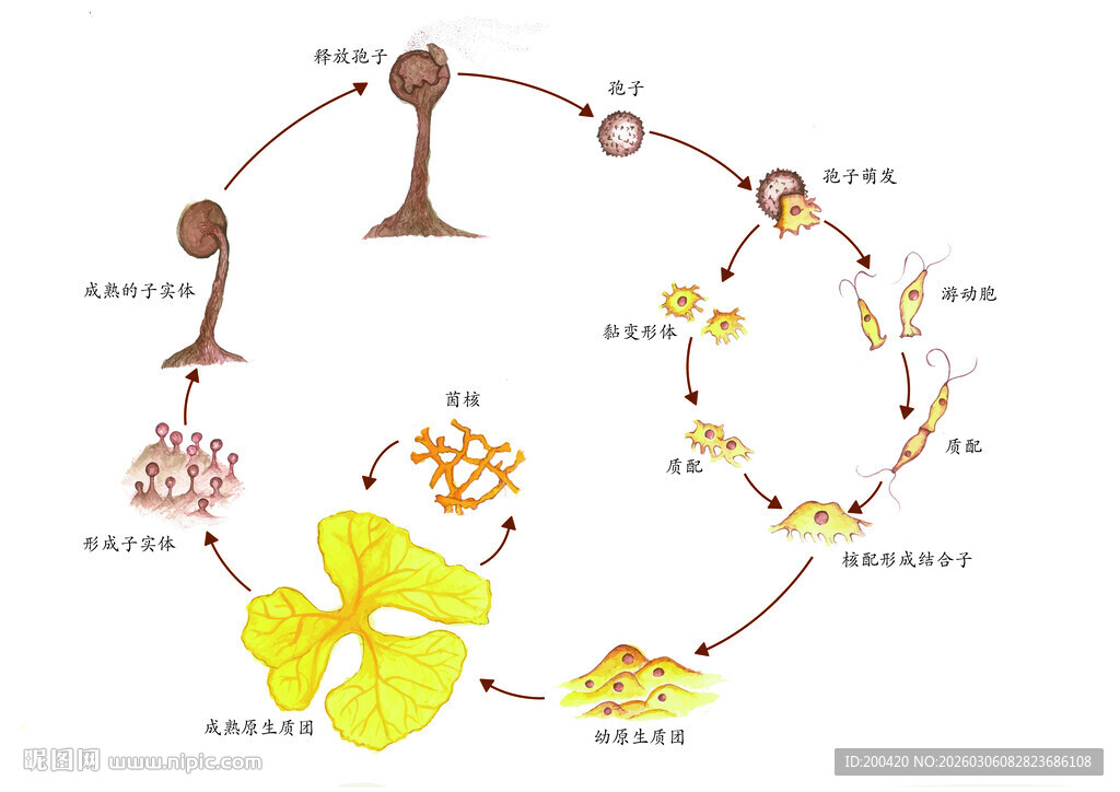 蘑菇生命周期示意图
