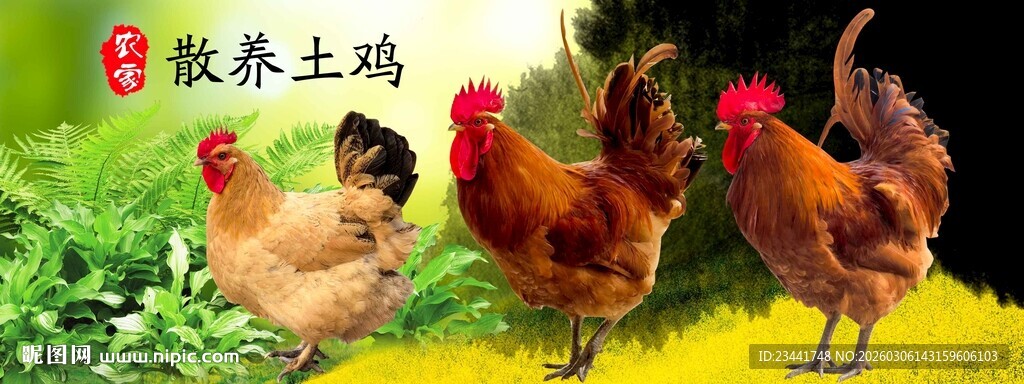  农家土鸡 