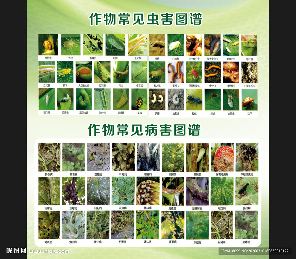 作物虫害图谱