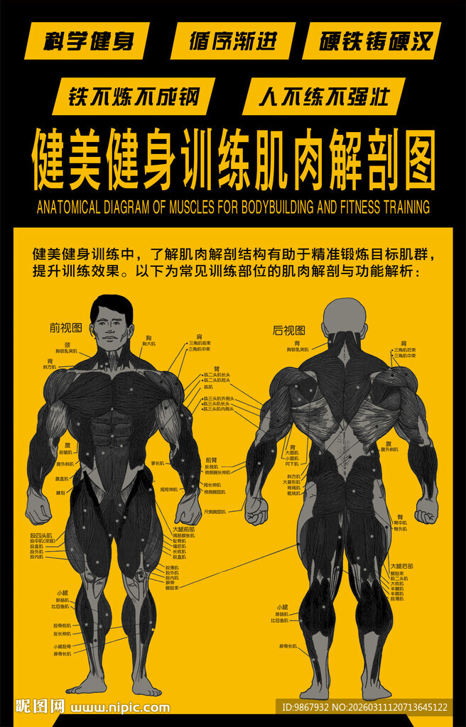 健美健身训练肌肉解剖图