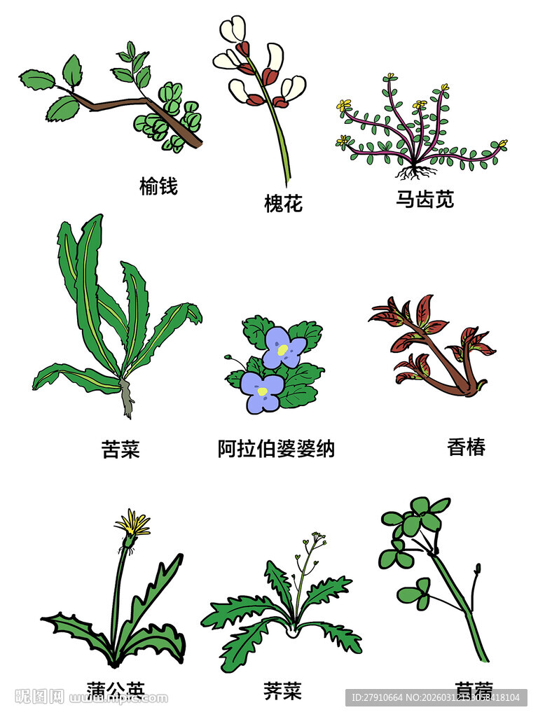 手绘野菜插画
