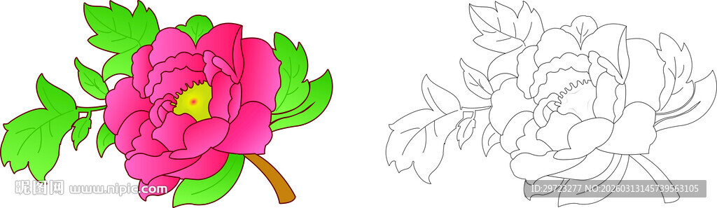 手绘粉色花朵及线稿图