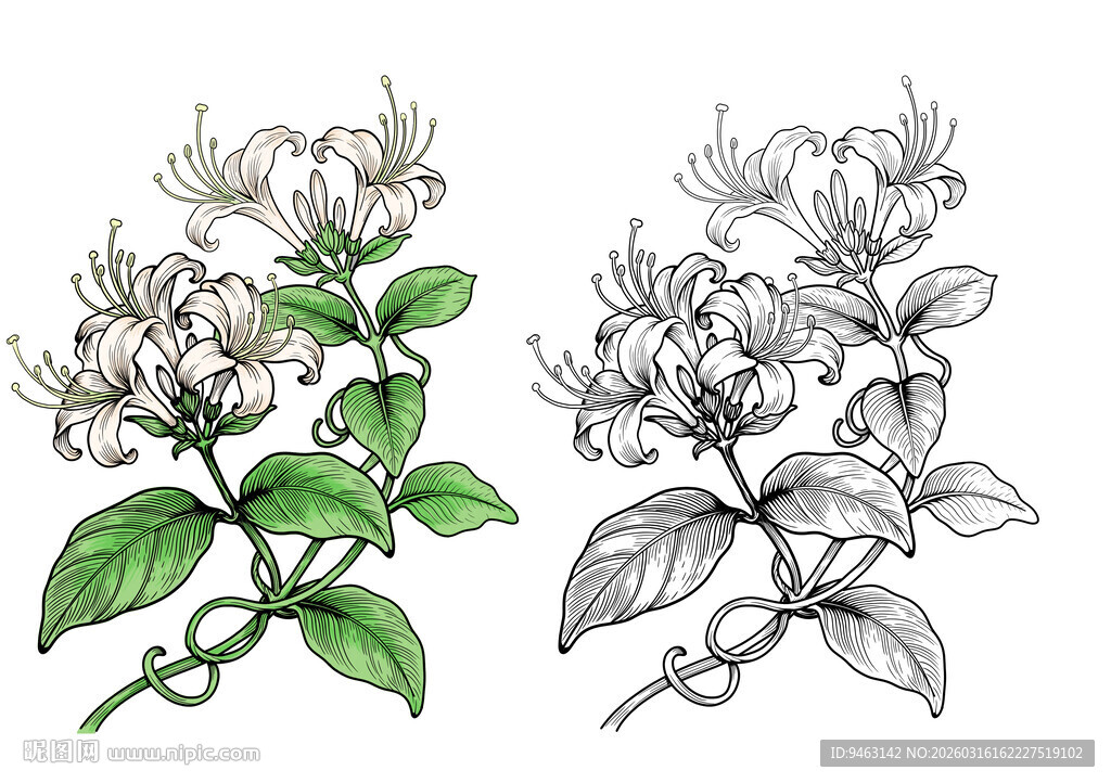手绘金银花植物插画