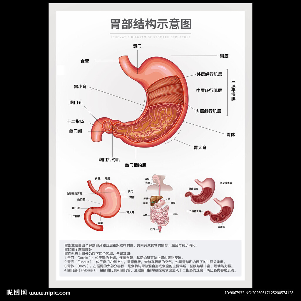 胃部结构示意图