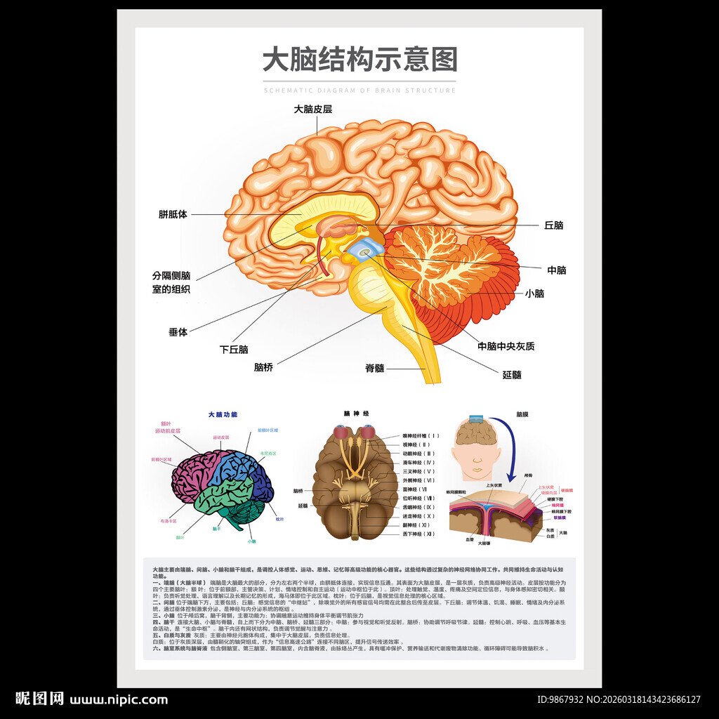 大脑结构示意图