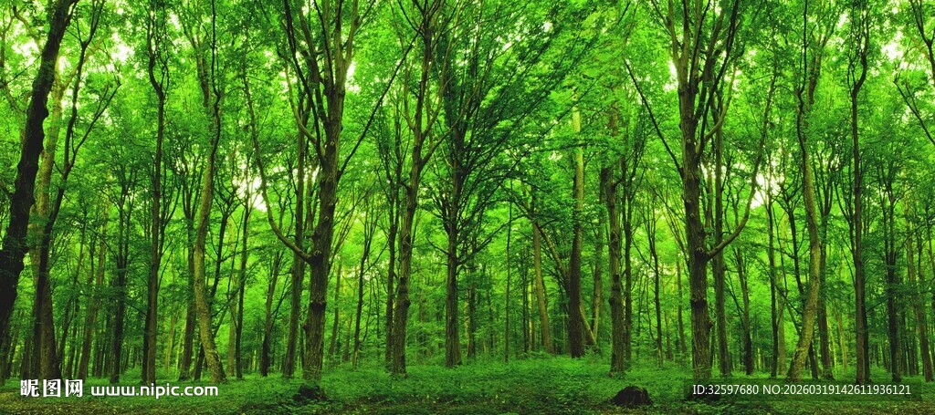 自然森林背景