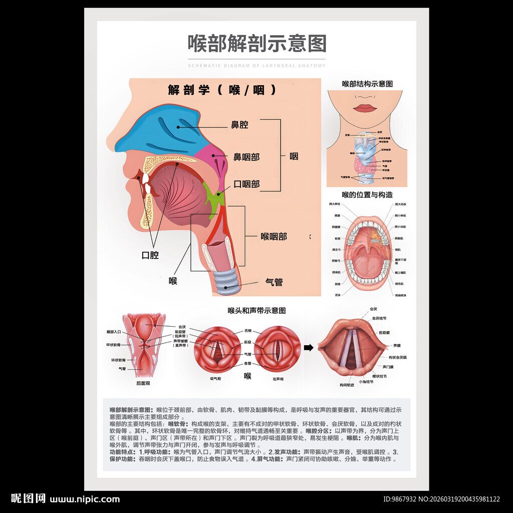 喉部解剖示意图
