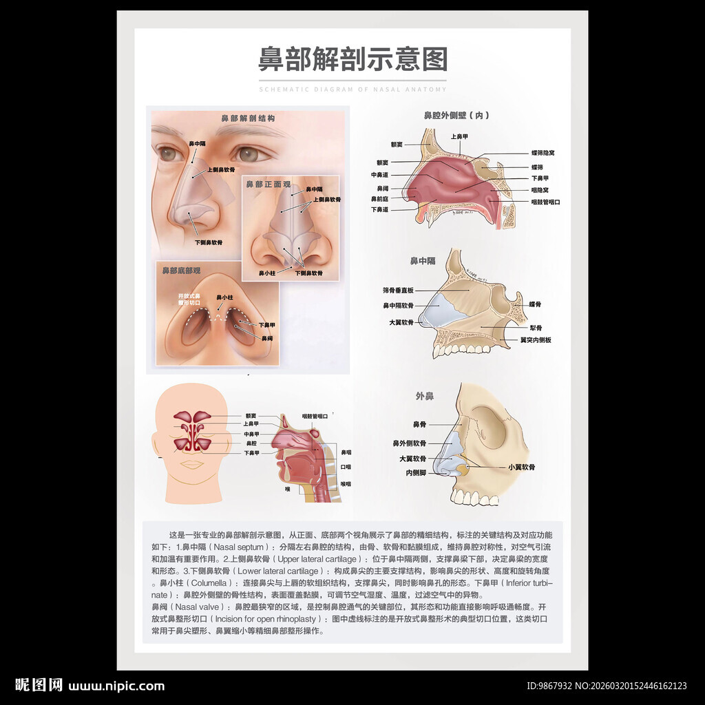 鼻部解剖示意图