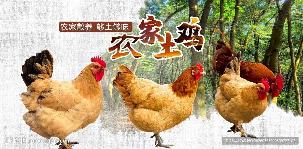 农家散养土鸡