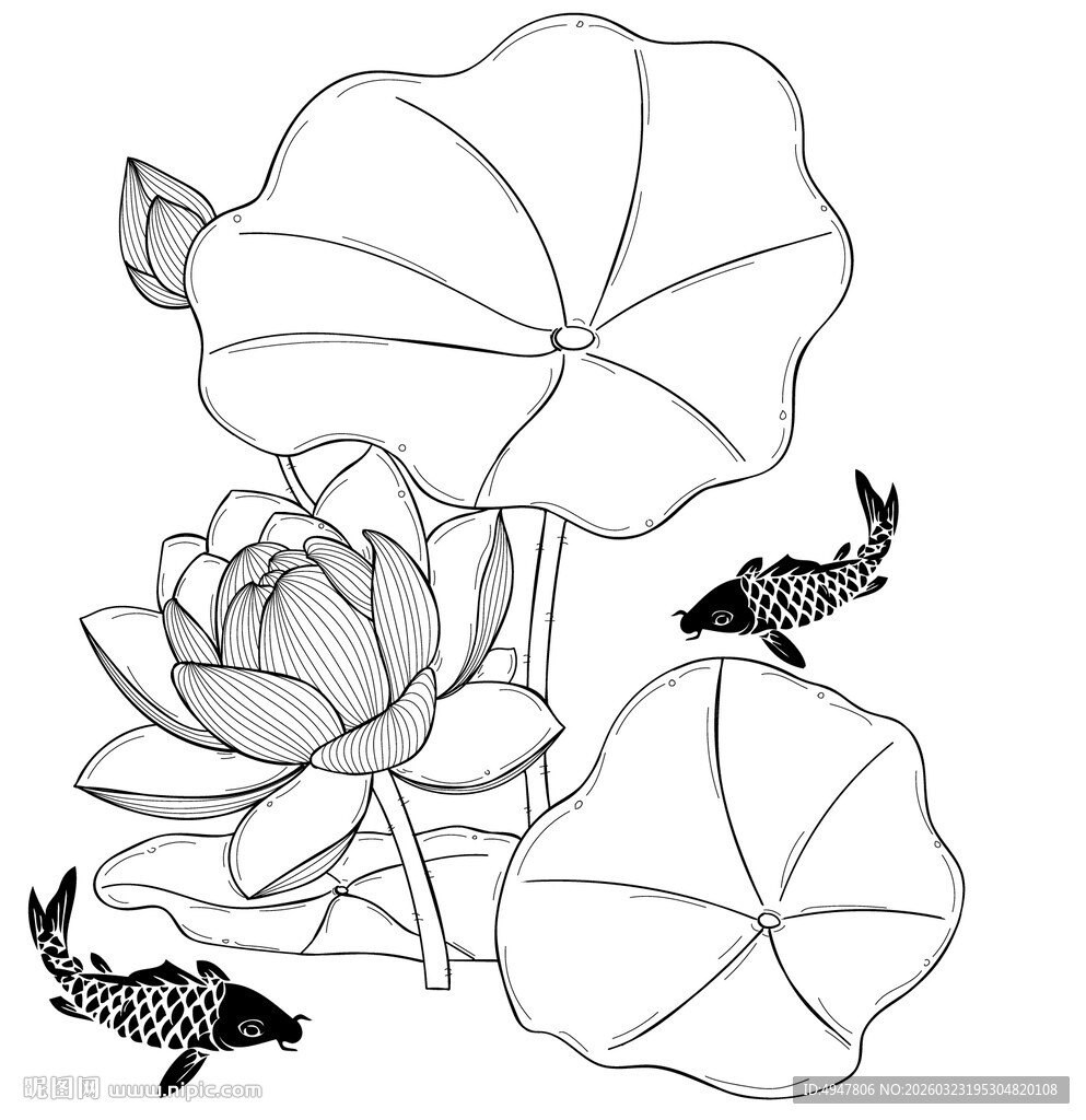 荷花锦鲤黑白线稿图 矢量图