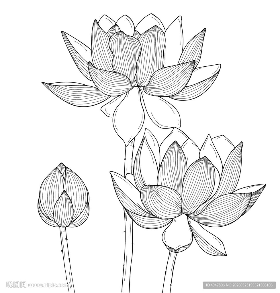 手绘荷花线稿图 矢量图