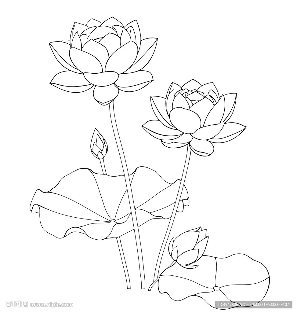 白描荷花图 矢量图