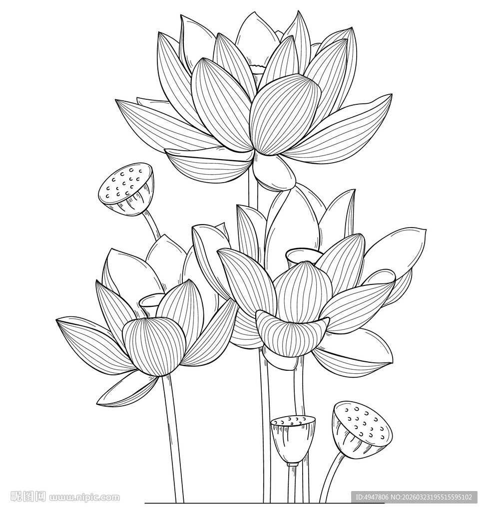 手绘荷花线稿图案 矢量图