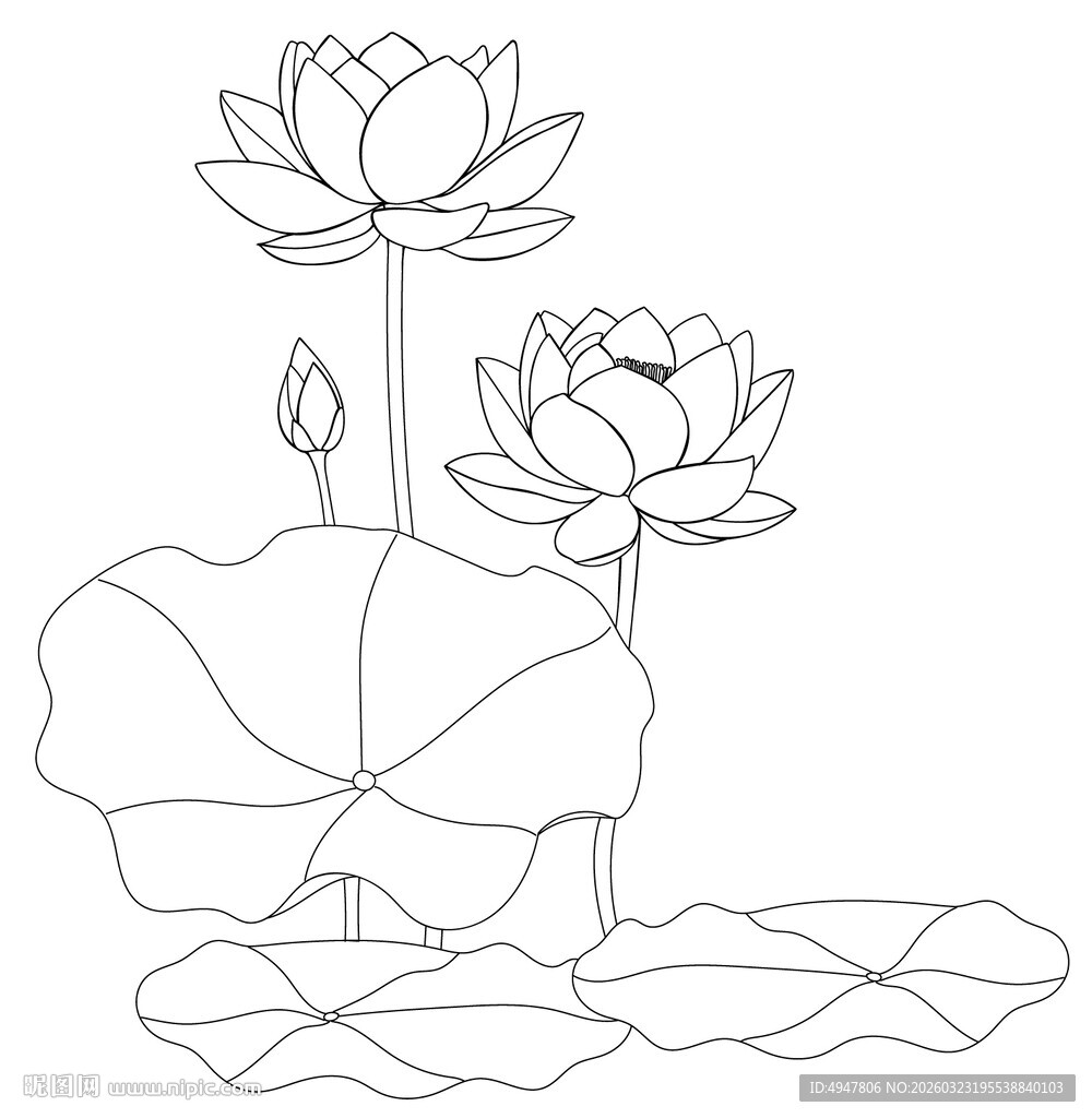 荷花荷叶线描图案 矢量图