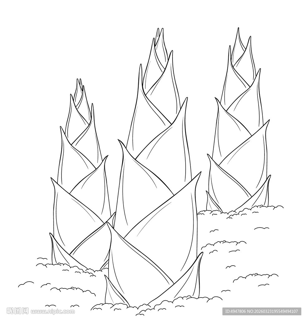 手绘竹笋线条图 矢量图