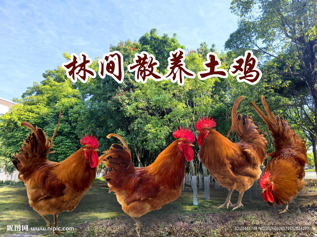 林间散养土鸡