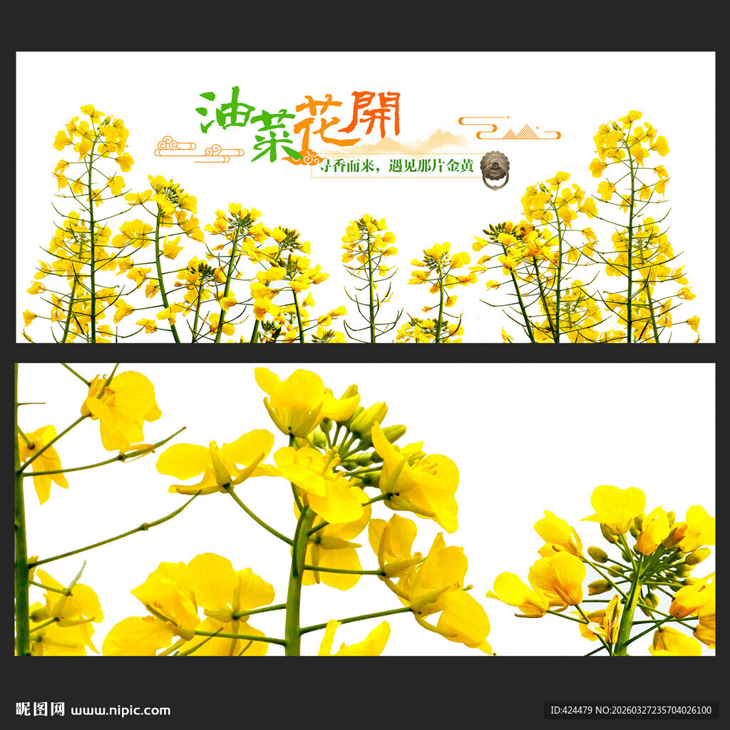 油菜花海春日烂漫风景