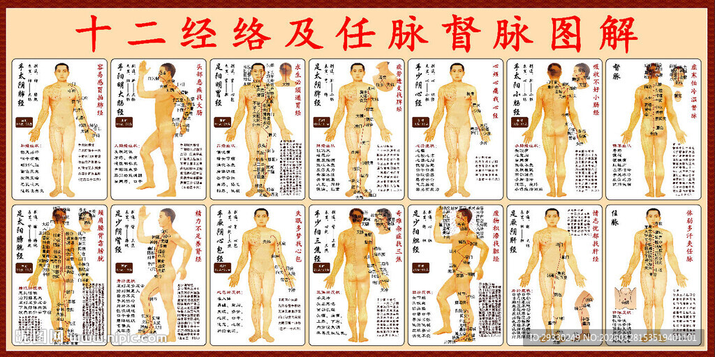 十二经络及任脉督脉图解