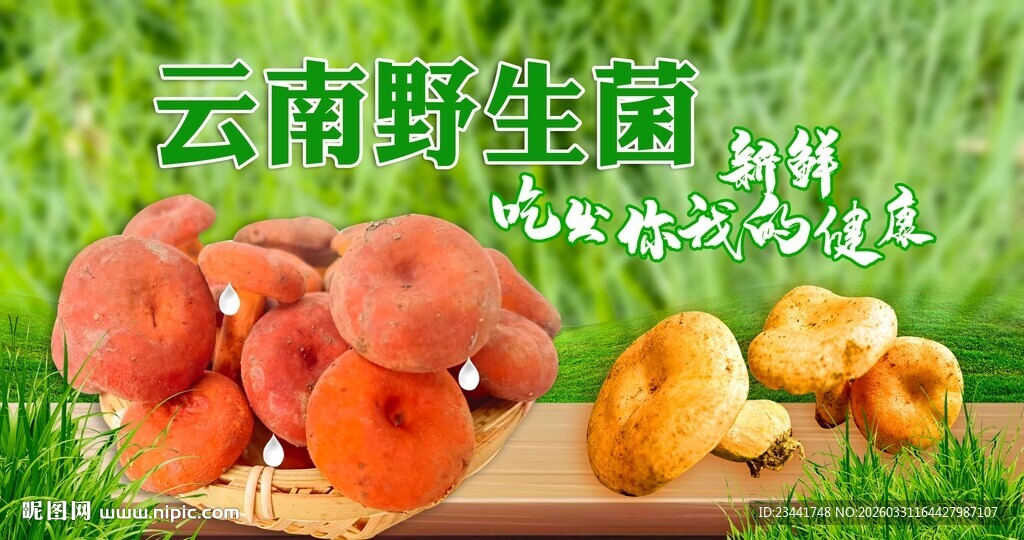 野生菌广告  