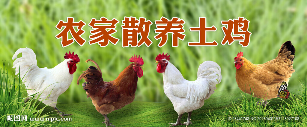  农家土鸡 土 