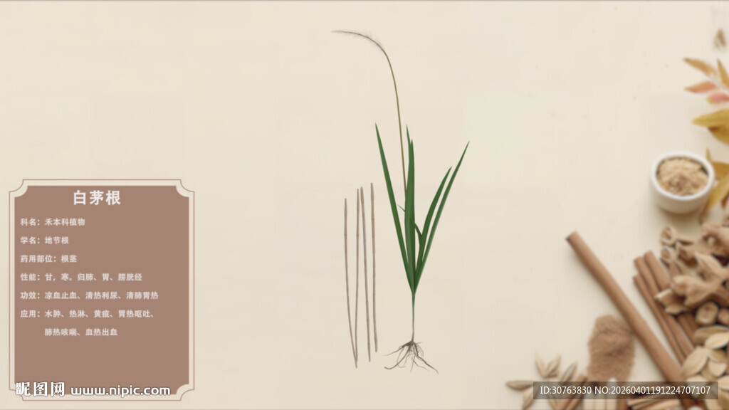 中草药白茅根