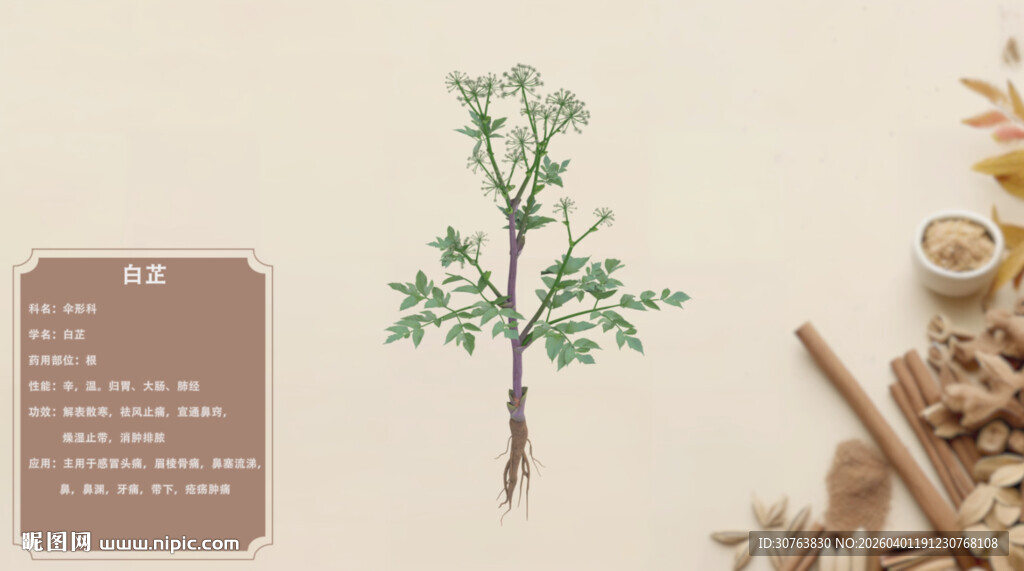 传统中药材植物展示白芷