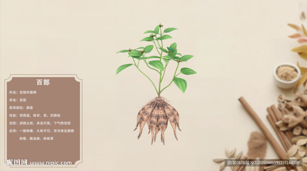 植物根系展示与周边药材百部