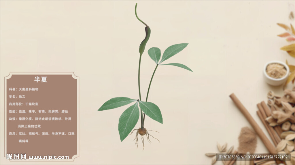 一株绿植与中药材展示半夏