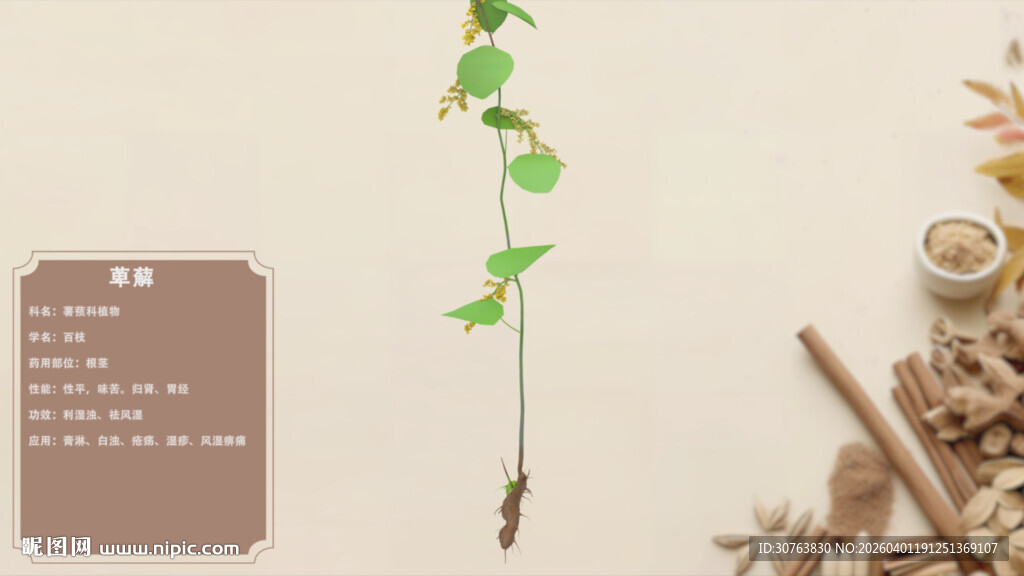 一株绿植展示萆薢