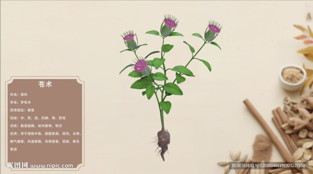 紫花植物标本展示仓术