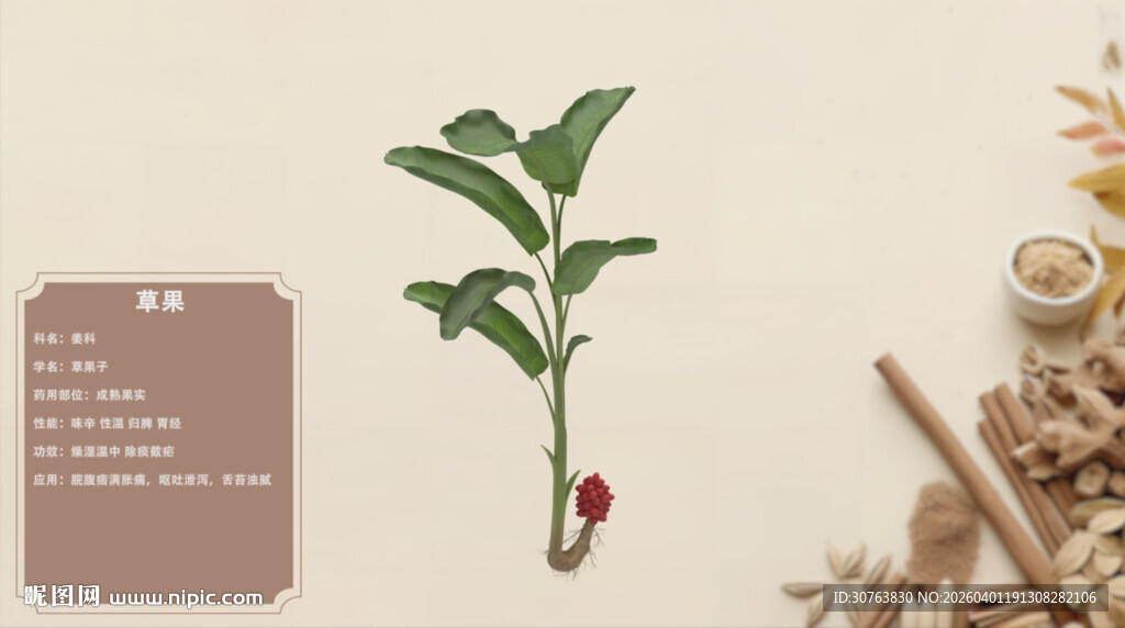 绿植盆栽展示草果